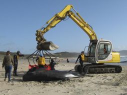 Rescatistas intentan regresar al mar a una ballena piloto, en Bahía de los Espíritus, Nueva Zelanda. AP  /