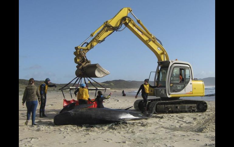 Rescatistas intentan regresar al mar a una ballena piloto, en Bahía de los Espíritus, Nueva Zelanda. AP  /