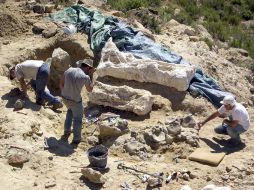 Esta extremidad pertenece a la especie de dinosaurios Turiasaurios. EFE  /