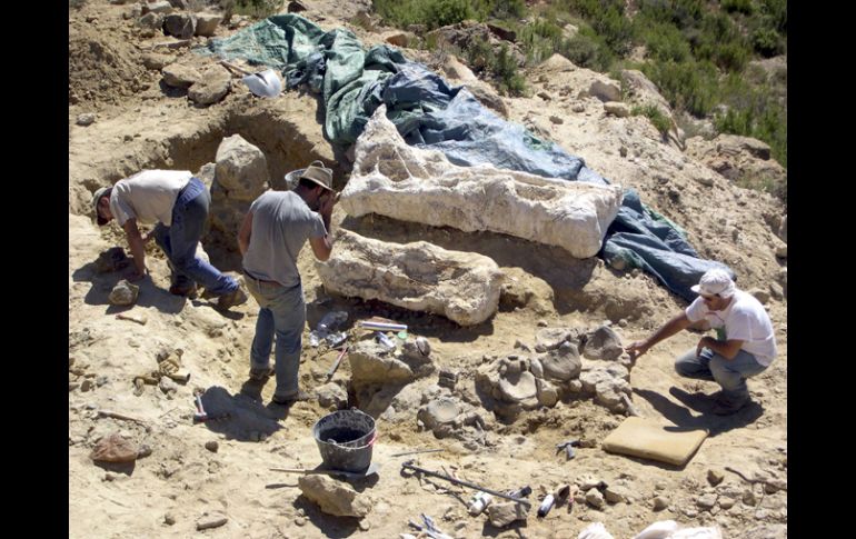 Esta extremidad pertenece a la especie de dinosaurios Turiasaurios. EFE  /