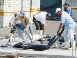 Estados Unidos sostiene que los barcos atuneros mexicanos usan sistemas que atrapan delfines. EL UNIVERSAL  /