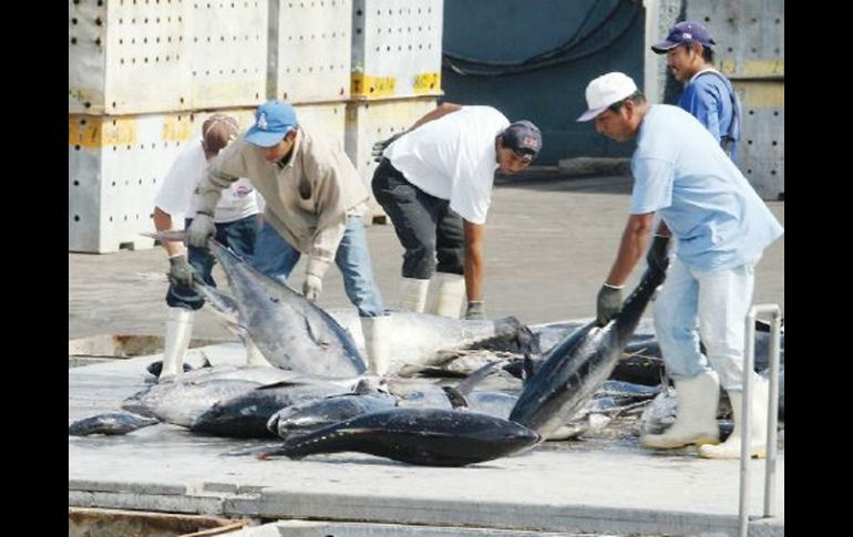 Estados Unidos sostiene que los barcos atuneros mexicanos usan sistemas que atrapan delfines. EL UNIVERSAL  /