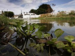 El desbordamiento de la Laguna de Cajititlán pone en riesgo también a comunidades como San Miguel Cuyutlán y Eucaliptos. S. NÚÑEZ  /