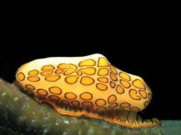 Un caracol Cyphoma gibbosum, cerca de la isla de Gran Caiman, al noroeste de Jamaica. EFE  /