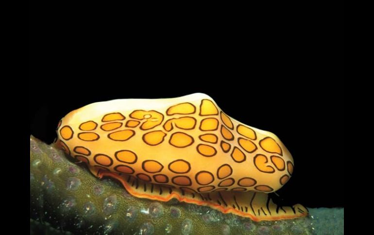 Un caracol Cyphoma gibbosum, cerca de la isla de Gran Caiman, al noroeste de Jamaica. EFE  /