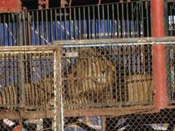 Los administradores del circo suspendieron el acto con leones. ESPECIAL  /