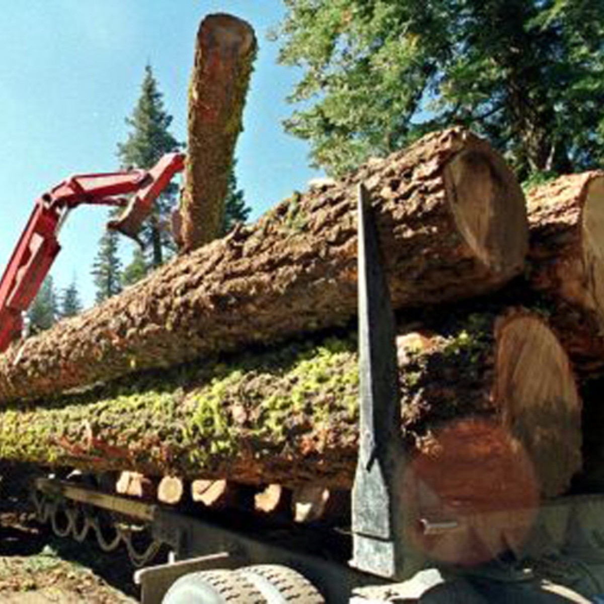 Países desarrollados negocian a favor de la tala de árboles | El Informador