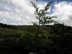 Al menos el 17% de la superficie terrestre es necesaria para proteger áreas prioritarias por su conocida biodiversidad. EFE  /