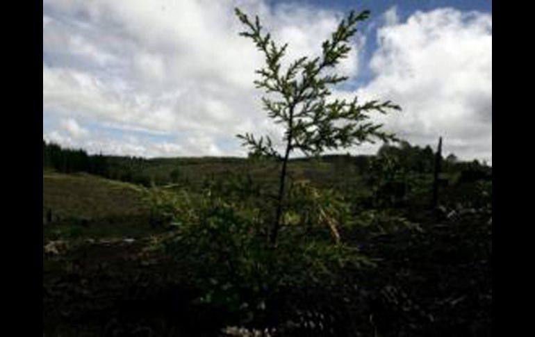 Al menos el 17% de la superficie terrestre es necesaria para proteger áreas prioritarias por su conocida biodiversidad. EFE  /