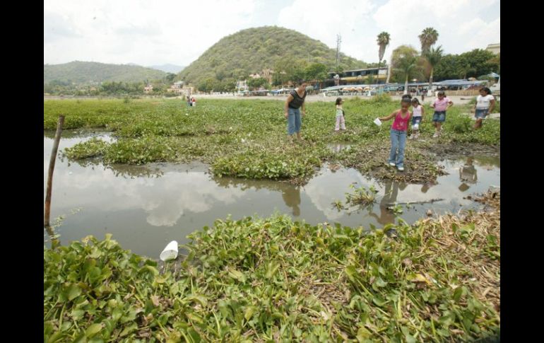 El uso de glifosato para erradicar el lirio de lagos y lagunas, aun cuando es tóxico, es uno de los temas a tratar. EL INFORMADOR  /