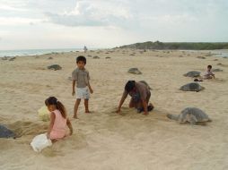 En Oaxaca, Colima y Guerrero se encontró que continúa el saqueo de huevos de tortuga, especie en peligro de extinción. EL UNIVERSAL  /