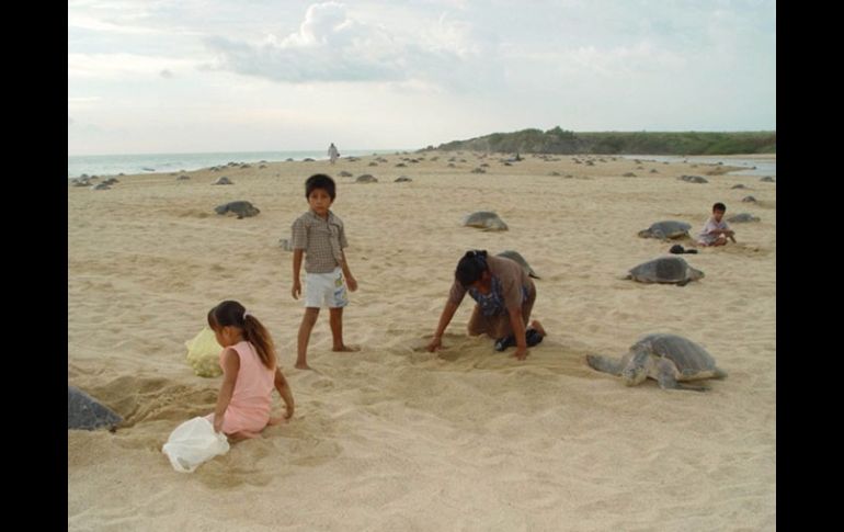 En Oaxaca, Colima y Guerrero se encontró que continúa el saqueo de huevos de tortuga, especie en peligro de extinción. EL UNIVERSAL  /