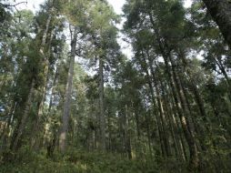 En Jalisco hay 190 ejidos que realizan actividad forestal maderable. ARCHIVO  /