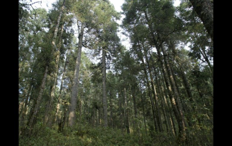 En Jalisco hay 190 ejidos que realizan actividad forestal maderable. ARCHIVO  /