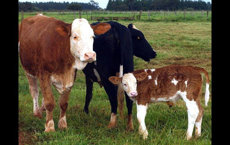 Actualmente EU y Barsil están clonando animales con fines científicos. EFE  /