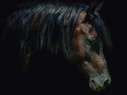 Investigadores y el sector equino argentino vio con buenos ojos este trabajo. ESPECIAL  /