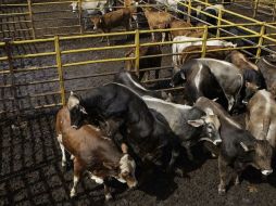 En Jalisco hay 170 sitios de matanza de reses y cerdos, 25% de esas instalaciones cuentan con buenas condiciones de higiene. ARCHIVO  /