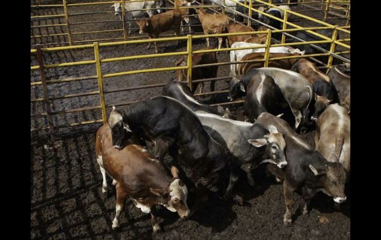 En Jalisco hay 170 sitios de matanza de reses y cerdos, 25% de esas instalaciones cuentan con buenas condiciones de higiene. ARCHIVO  /