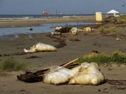 El derrame del Golfo fue uno de los desastres ecológicos más grandes en la historia de Estados Unidos. EFE  /