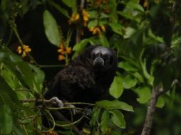 La reserva de Allpahuayo-Mishana es un gran atractivo turístico. EFE  /