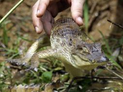 México posee el 10 por ciento de las especies animales y vegetales registradas en todo el mundo. EFE  /