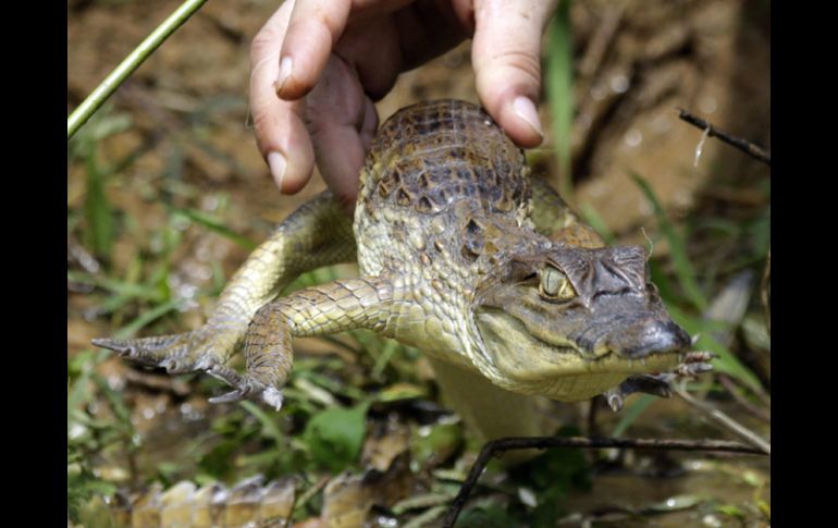 México posee el 10 por ciento de las especies animales y vegetales registradas en todo el mundo. EFE  /