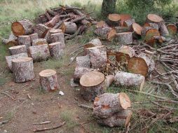 México ocupa el quinto lugar a nivel mundial en la tasa de deforestación en el planeta. ESPECIAL  /