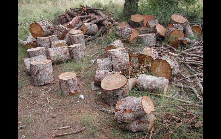 México ocupa el quinto lugar a nivel mundial en la tasa de deforestación en el planeta. ESPECIAL  /