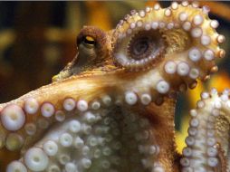 Al terminar el Mundial, un acuario español ofreció comprar a Paul, pero el acuario de Oberhausen se negó a dejarlo ir. AFP  /