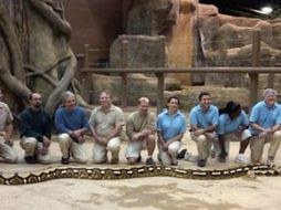 El reptil se llamaba Fluffy y tenía el récord Guinness como la culebra con mayor longitud que vivía en cautiverio. AP  /