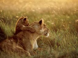 Se trataron temas de conservación y de vigilancia contra la biopiratería. NATIONAL GEOGRAPHIC  /