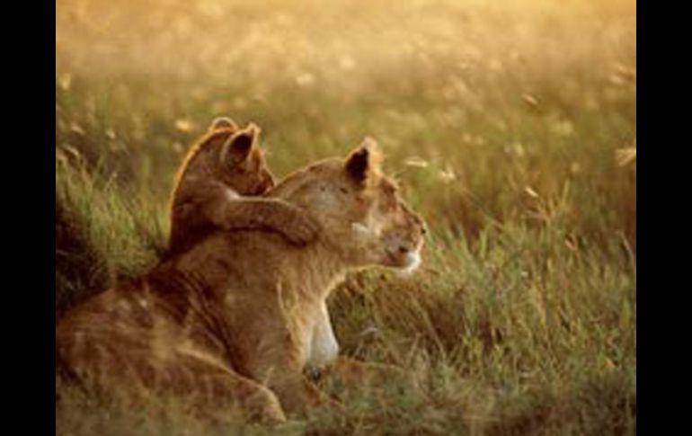 Se trataron temas de conservación y de vigilancia contra la biopiratería. NATIONAL GEOGRAPHIC  /