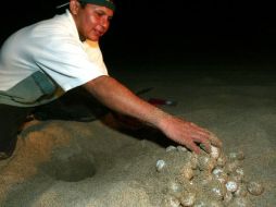 En los 12 kilómetros de playa de su competencia, se ha logrado proteger miles de huevos de tortuga. ARCHIVO  /