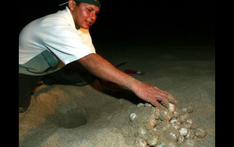 En los 12 kilómetros de playa de su competencia, se ha logrado proteger miles de huevos de tortuga. ARCHIVO  /