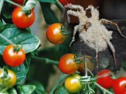 La tecnología también puede trasladarse a los sembradíos de árboles frutales y cítricos. ESPECIAL  /