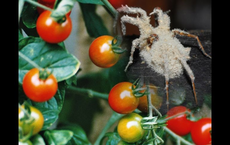 La tecnología también puede trasladarse a los sembradíos de árboles frutales y cítricos. ESPECIAL  /