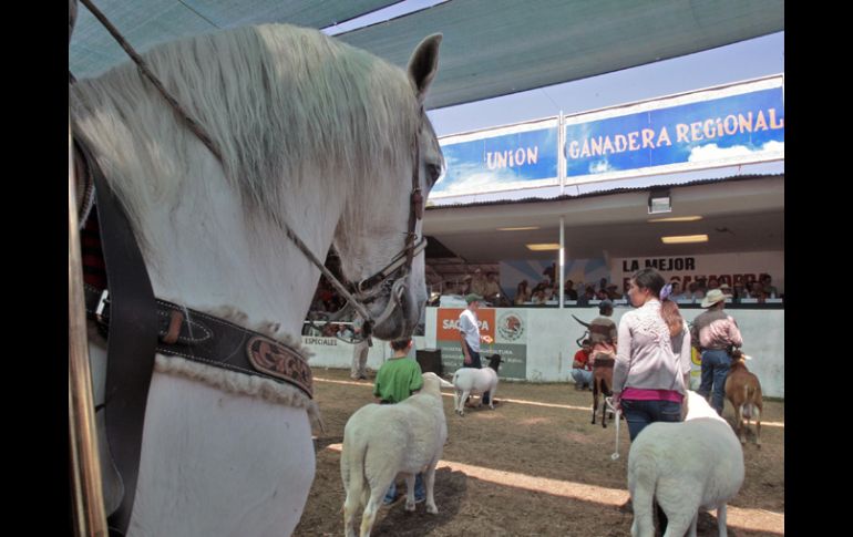 La Expo Ganadera culminó ayer y se entregaron los Premios al Mérito Pecuario. S. NÚÑEZ  /