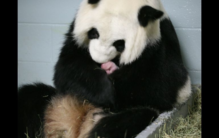 El oso panda es una especie en peligro de extinción. AFP  /