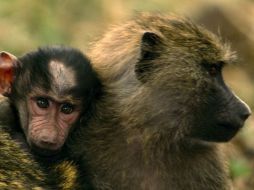 Las autoridades ecuatorianas encarcelan hasta tres años a quien se le haye culpable del tráfico de especies. NATIONAL GEOGRAPHIC  /