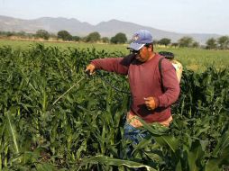 La incidencia de la pobreza total es también mayor en las zonas rurales, ya que es del 37%. ARCHIVO  /