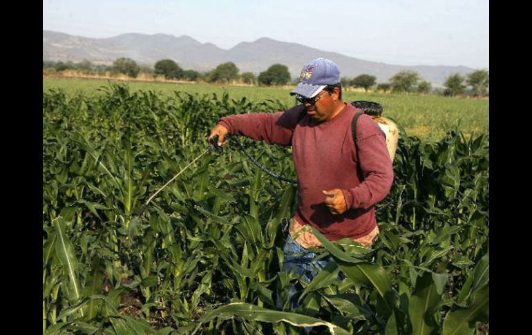 La incidencia de la pobreza total es también mayor en las zonas rurales, ya que es del 37%. ARCHIVO  /