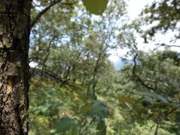 Jalisco ha estado muy atrasado en la conservación y restablecimiento de áreas protegidas. ARCHIVO  /