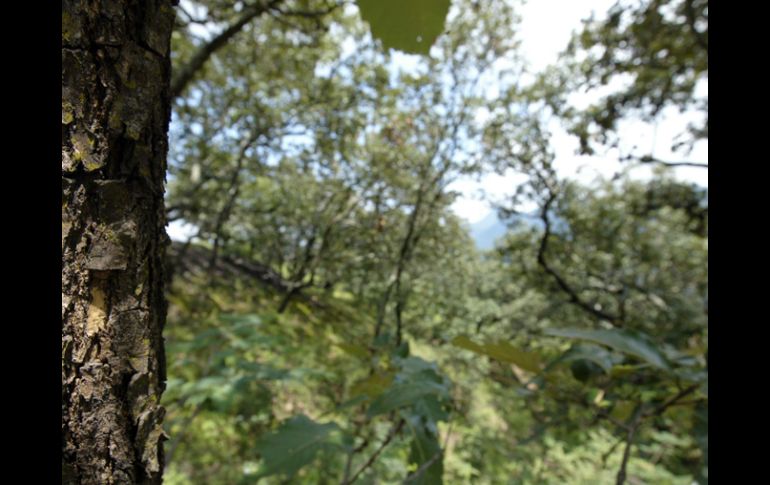 Jalisco ha estado muy atrasado en la conservación y restablecimiento de áreas protegidas. ARCHIVO  /