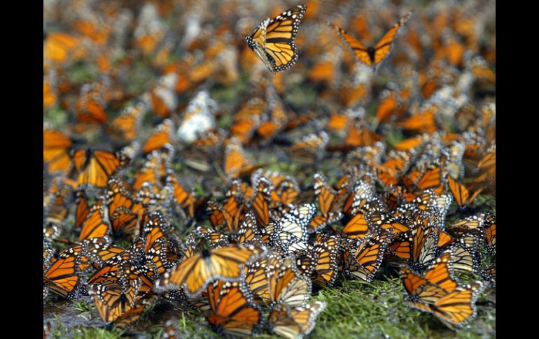 Santuario de la mariposa monarca, en el ejido de El Rosario, municipio de Ocampo, Michoacán. ARCHIVO  /