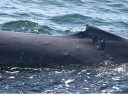 Se tomaron fotografías de las ballenas para llevar registro de los daños visibles. AP  /