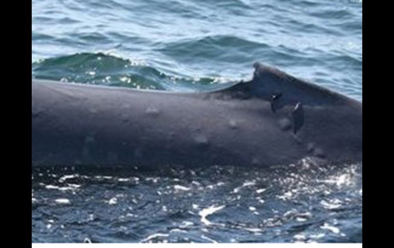 Se tomaron fotografías de las ballenas para llevar registro de los daños visibles. AP  /