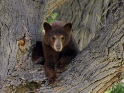 Los ‘grizzlies’ se han acostumbrado a las presencia de humanos y a sus sonidos. EFE  /