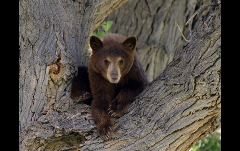 Los ‘grizzlies’ se han acostumbrado a las presencia de humanos y a sus sonidos. EFE  /