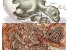 El resultado del estudio mostró que la infancia para el massospondylus fue un período difícil. VERTPALEO.ORG  /