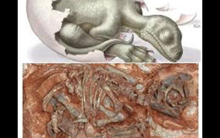 El resultado del estudio mostró que la infancia para el massospondylus fue un período difícil. VERTPALEO.ORG  /